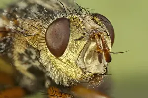 Tachinid: Head of Tachinid fly. - Norfolk UK