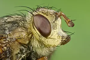 Tachinid: Head of Tachinid fly. - Norfolk UK