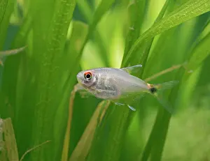 Tetra: Head and tail light tetra - side view, tropical freshwater