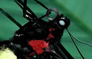 Birdwing: Head and thorax of Cairns birdwing butterfly