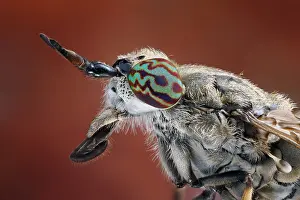 Typical: Head and thorax of a rainbird (Haematopota pluvialis)