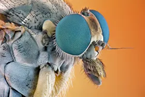 Studio Background: Head and thorax of a snipe fly in lateral view