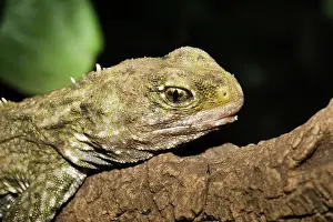 Punctatus: Head of Tuatara lizard