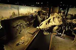 Hadrosaurs: The head of a Tyrannosaurus towers over skeletons