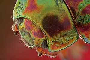 Magnification: A head view of Chrysolina americana, magnification 6, 1