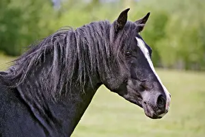 Stallion: Headshot of beautiful black Arabian Stallion standing