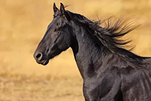 Cantering: Headshot of Black Friesian Stallion cantering, late
