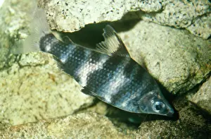 D. W. Greenslade: Headstander FISH
