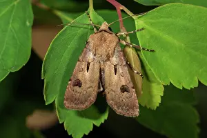 Owlet: Heart and dart (Agrotis exclamationis) on a leaf