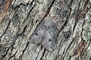Puzzle: Heart and Dart Moth