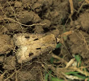 Noctuidae: Heart and dart moth