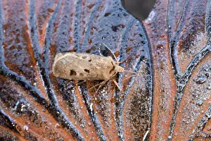 Agrotis: Heart and Dart Moth - UK