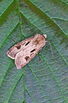 Agrotis: Heart and Dart - resting on leaf