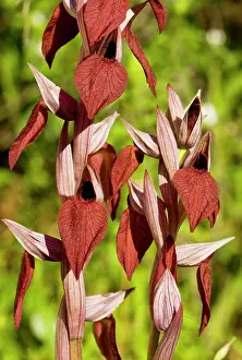 Serapias: Heart-flowered Tongue Orchid