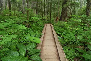 Olympic: Heart of the Forest Trail Boardwalk Olympic National Park