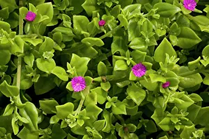 Cordifolia: Heart-leaf ice-plant