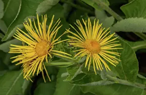 Bob Gibbons: Heart-leaved ox eye, Telekia speciosa in flower