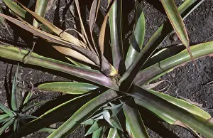 Bromeliaceae: Heart Rot damage to Pineapple plant