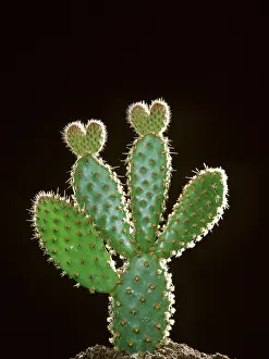 Copyspace: Heart Shaped Cactus