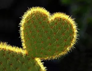 Contre: Heart-shaped Cactus (Opuntia)