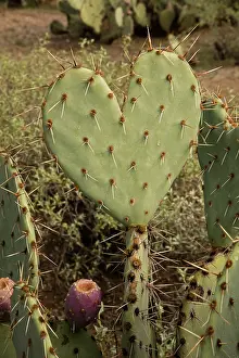 Spines: Heart shaped prickly pear cactus pad, Opuntia