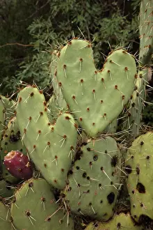 Weird: Heart-shaped prickly pear, Opuntia spp