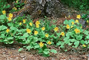 Arnica: Heartleaf ARNICA - wild flowers in the Centennial