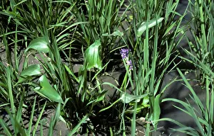 Noxious: Heartleaf False Pickerelweed in Rice Crop