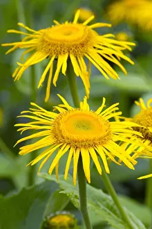 Speciosa: Heartleaf Oxeye (Telekia speciosa)
