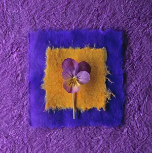 Heartsease: Heart's ease, Viola tricolor, Graphic overhaed shot