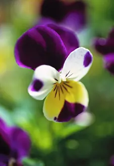 Heartsease: Heartsease