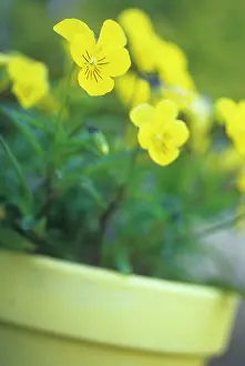 Heartsease: Heartsease