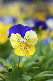 Heartsease: Heartsease