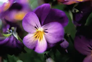 Heartsease: Heartsease
