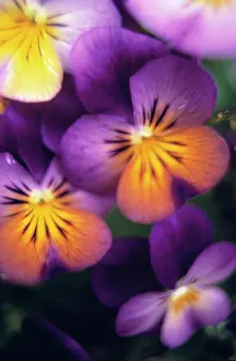Heartsease: Heartsease