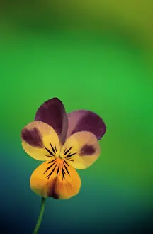 Heartsease: Heartsease