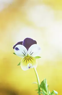 Heartsease: Heartsease