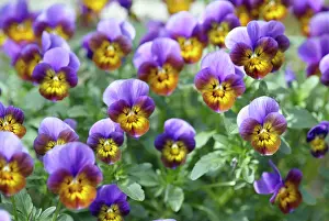 Fragile: Heartsease