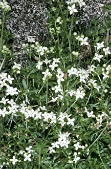 Bedstraw: HEATH BEDSTRAW