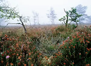 Dewy: HEATH - with dewy spiders web in Autumn