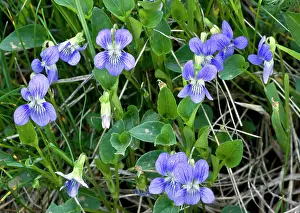 Canina: Heath Dog-violet - in flower