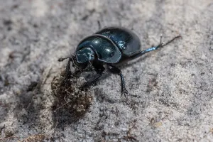 Soil: Heath Dumble Dor or Heath Dor Beetles, Trypocopr