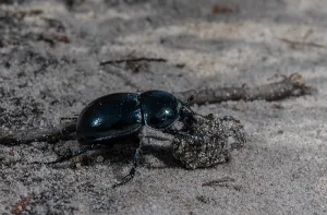 Soil: Heath Dumble Dor or Heath Dor Beetles, Trypocopr