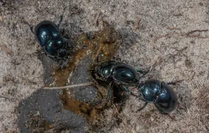 Faeces: Heath Dumble Dor or Heath Dor Beetles, Trypocopris