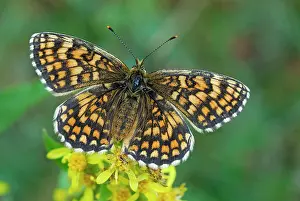 Fritillaries: Heath Fritillary