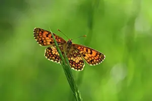 Fritillaries: Heath Fritillary