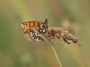 Melitaea: Heath Fritillary