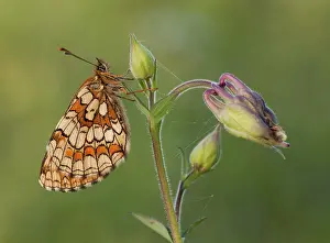 Nightcap: Heath Fritillary