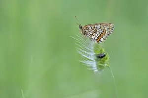 Melitaea: Heath Fritillary