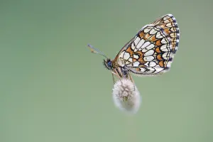 Melitaea: Heath Fritillary